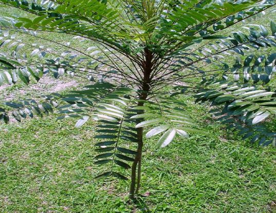 Cây Bách Bệnh. Eurycoma longifolia - Cây Thuốc Nam Quanh Ta